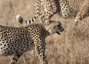 Quiz Trouvez le nom des animaux
