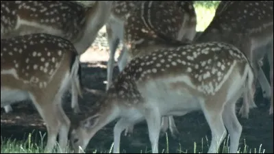 Identifiez cet animal !