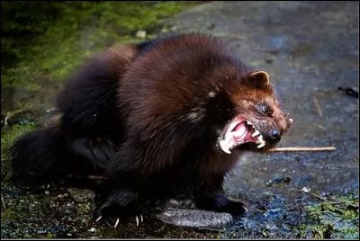 De ces trois personnages de fiction, l'un porte le nom de l'animal de la photo !