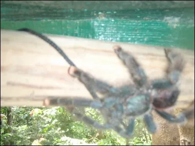 Comment s'appelle cette variété de mygale, que l'on trouve fréquemment dans les jardins d'Amérique du sud .