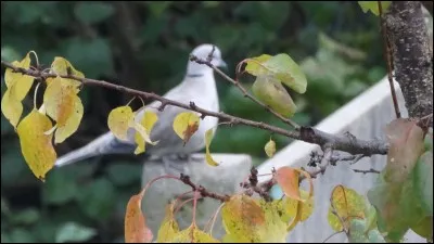 On voit de plus en plus cet oiseau dans nos jardins !