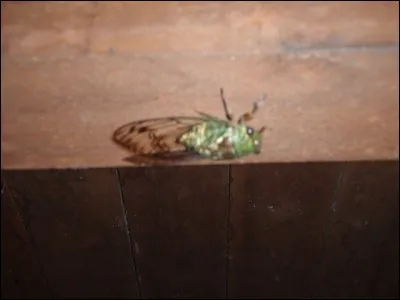 Trouvez la rime correspondante à l'insecte !