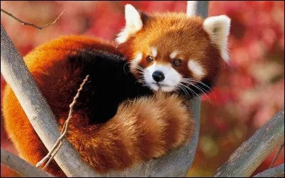 Combien de temps les yeux du bébé panda roux restent fermés après la naissance ?