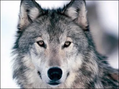 Quel est le nom scientifique du loup ?
