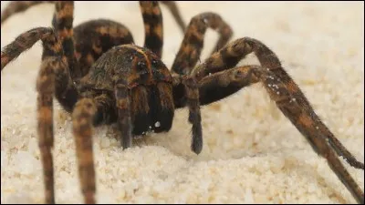 Quelle est la classification supérieure des araignées ?