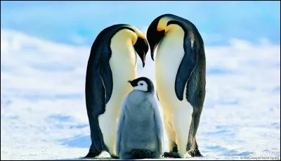 Quelle vitesse un manchot empereur peut-il atteindre ?