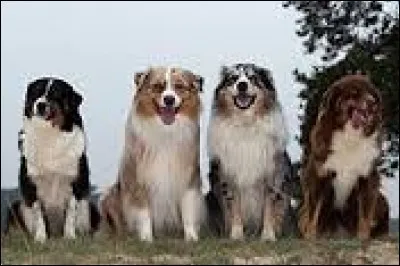 Quelle est la race de ces chiens ?