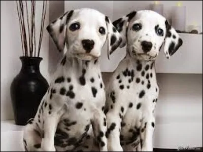 Quelle est la race de ces chiots ?