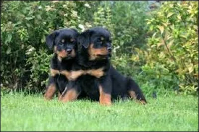 Quelle est la race de ces chiots ?