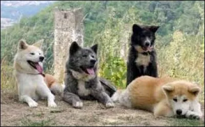 Quelle est la race de ces chiens ?