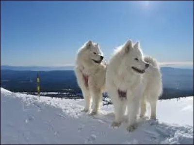 Quelle est la race de ces chiens ?