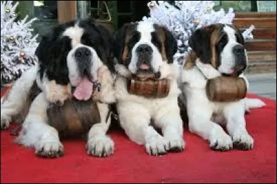 Quelle est la race de ces chiens ?