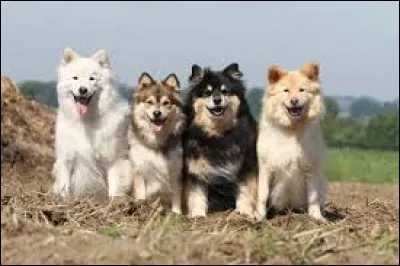 Quelle est la race de ces chiens ?