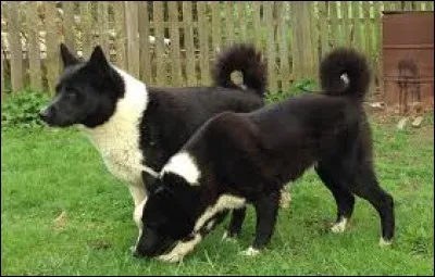 Quelle est la race de ces chiens ?