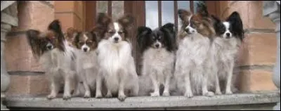 Quelle est la race de ces chiens ?