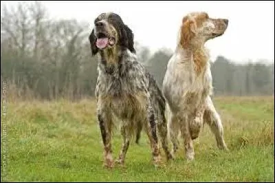 Quelle est la race de ces chiens ?