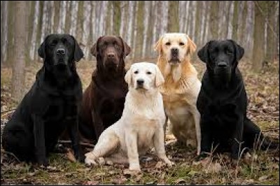 Quelle est la race de ces chiens ?