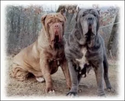 Quelle est la race de ces chiens ?