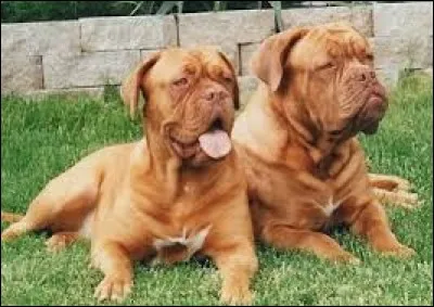 Quelle est la race de ces chiens ?