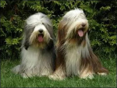 Quelle est la race de ces chiens ?