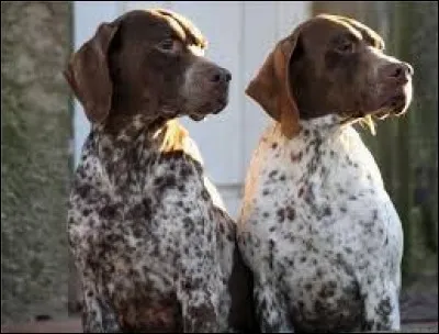 Quelle est la race de ces chiens ?