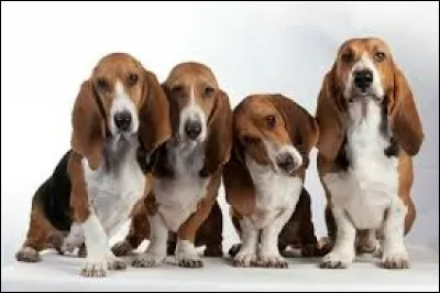 Quelle est la race de ces chiens ?