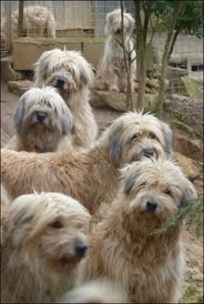 Quelle est la race de ces chiens ?