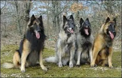 Quelle est la race de ces chiens ?