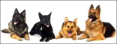 Quelle est la race de ces chiens ?