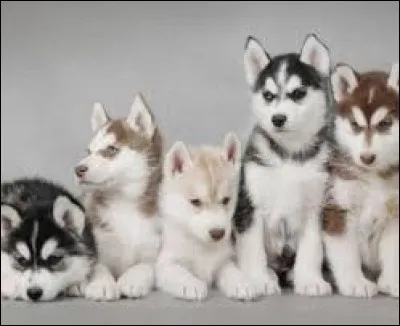 Quelle est la race de ces chiots ?