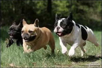 Quelle est la race de ces chiens ?