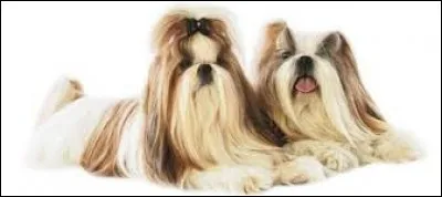 Quelle est la race de ces chiens ?