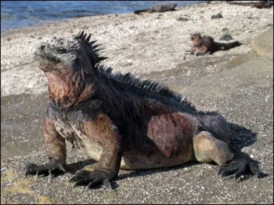 Où trouve-t-on les seuls iguanes marins ?