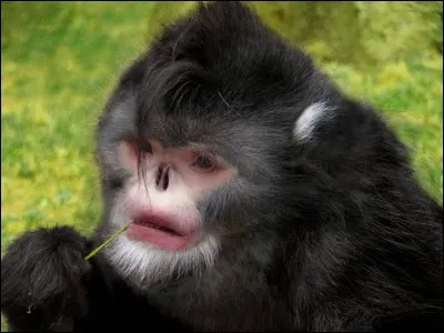 Quel est cet animal ?