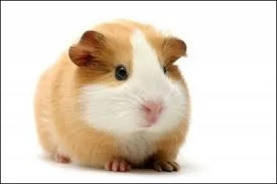 Combien de temps vit un hamster ?