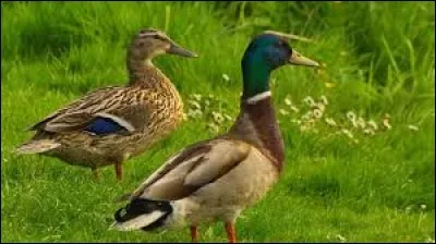 Mange-t-on des ufs de canards ?