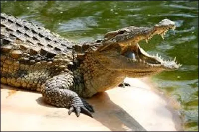 Les crocodiles peuvent vivre :