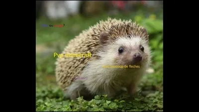 Les hérissons existent.