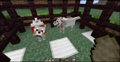 Les chiens squelettes existent.