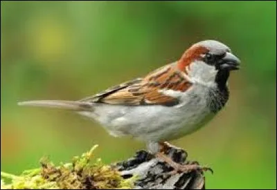 Compl&eacute;tez cette expression : Il a une cervelle de ... !