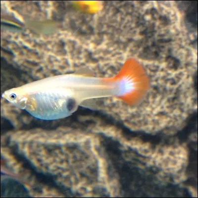 Une femelle guppy peut "tomber enceinte" plusieurs fois sans nouveau contact avec un mâle :