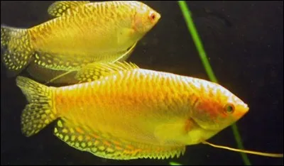 La femelle gourami pond ses ufs :