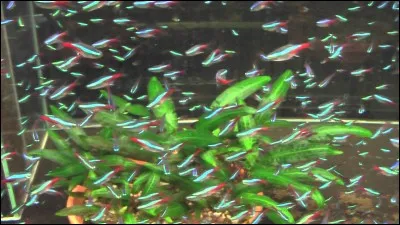 L'éclosion des ufs de néons (Paracheirodon innesi) se réalise dans un bac spécifique :