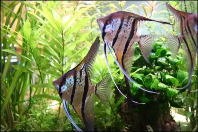 Les ufs de scalaire fécondés, pouvant potentiellement éclore, sont :