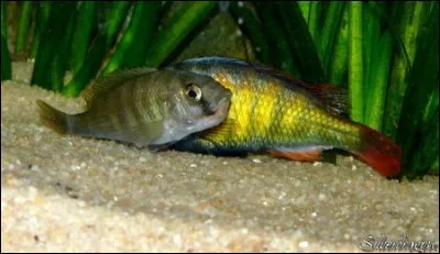 La reproduction des cichlidés du lac Malawi (exception faite du Tilapia Rendalli) a une particularité :