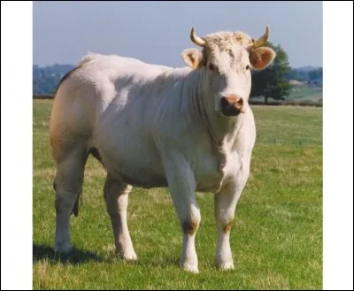 Vas-y Frankie c'est bon !