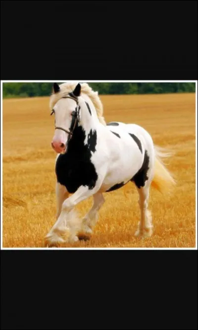 Quelle est cette robe ?