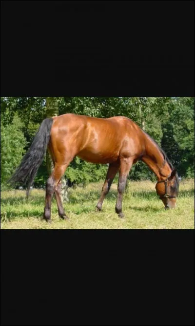 Quelle est cette robe ?