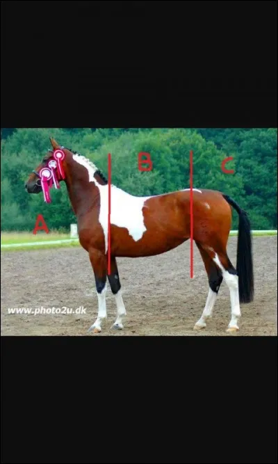 Comment s'appellent les différentes parties du corps du cheval ?