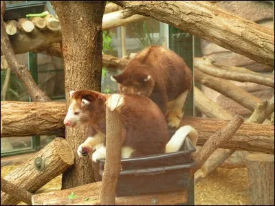 Comment s'appelle le couple de dendrolague de Matschie à Beauval ?